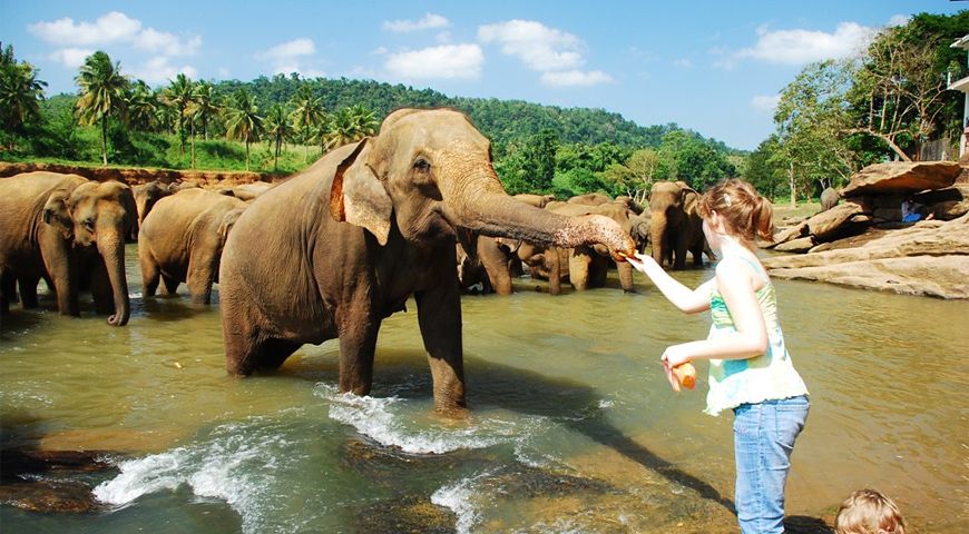 Pinnawela Elephant Orphanage