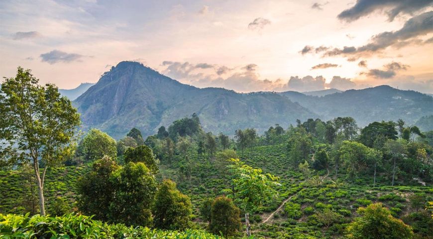 Tea Plantations